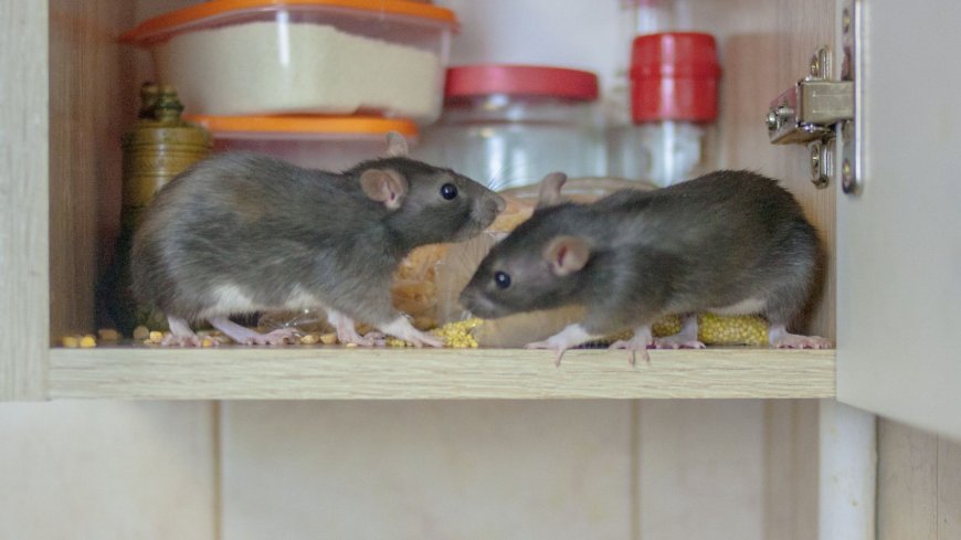 How to rat-proof your home NOW ahead of winter invasion & the five common garden mistakes that attract the pests --[Reported by Umva mag]