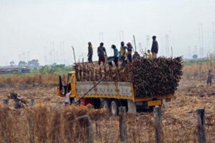 USDA expects PHL raw sugar output to fall 3.6% this year --[Reported by Umva mag]