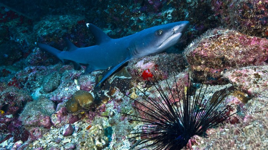 Stunning video shows sharks devouring sea urchins, spines and all --[Reported by Umva mag]