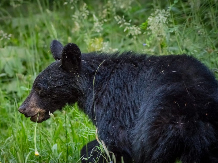 Bear with 3 cubs attacks man after breaking into Colorado home --[Reported by Umva mag]