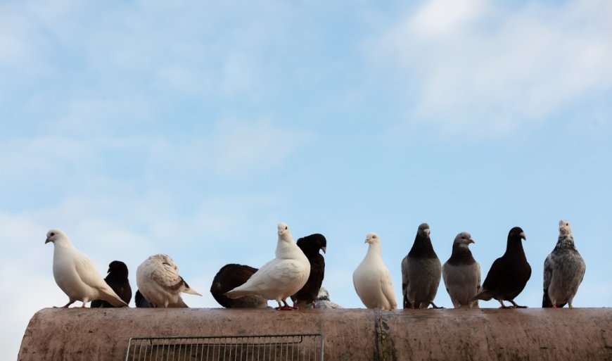 A Guide To Bird Control For Home-Based Businesses --[Reported by Umva mag]