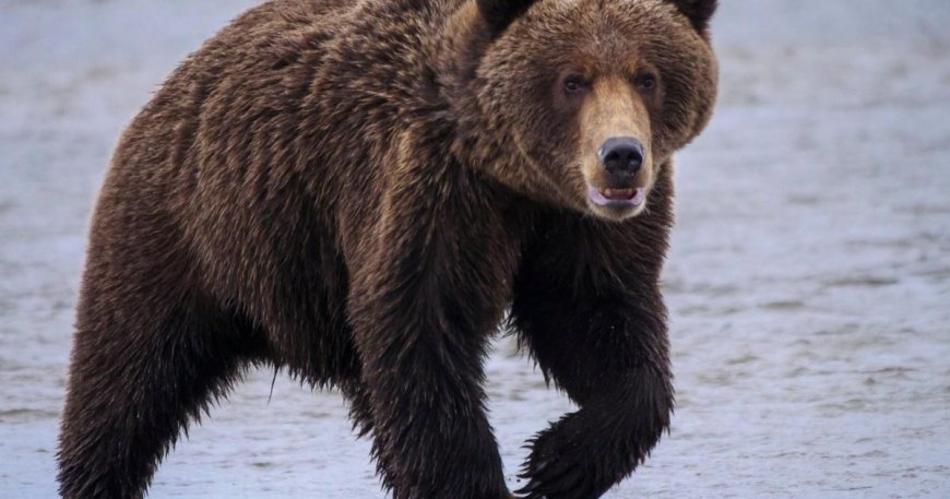 Man mauled to death by bear as he picked mushrooms in Slovakia --[Reported by Umva mag]