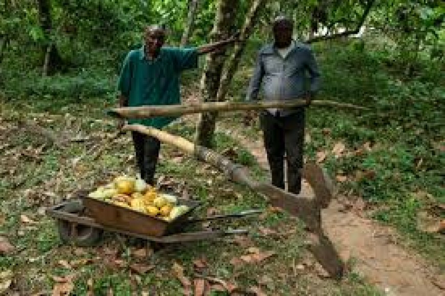 In the heart of Africa, a bold experiment in farming, forest conservation unfolds --[Reported by Umva mag]