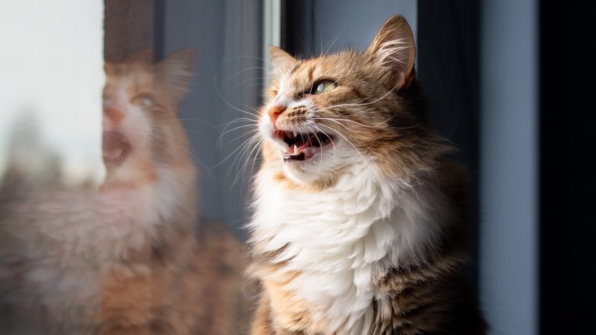 Why do cats 'chatter'? --[Reported by Umva mag]