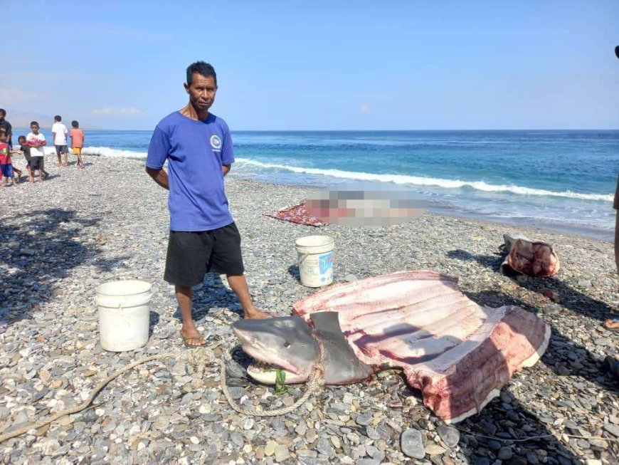 Fisherman describes horror moment they cut open shark to find body of US tourist, 68, who had been eaten on diving hols --[Reported by Umva mag]