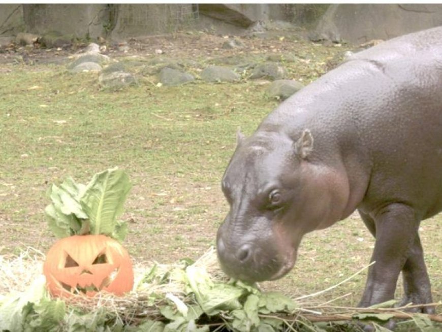 CAUGHT ON CAMERA: Hippos, bears and apes chow down on pumpkin treats --[Reported by Umva mag]