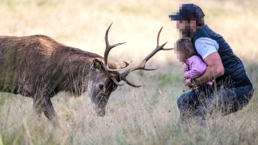 Terrifying moment dad holds toddler INCHES away from stag with huge antlers at park --[Reported by Umva mag]