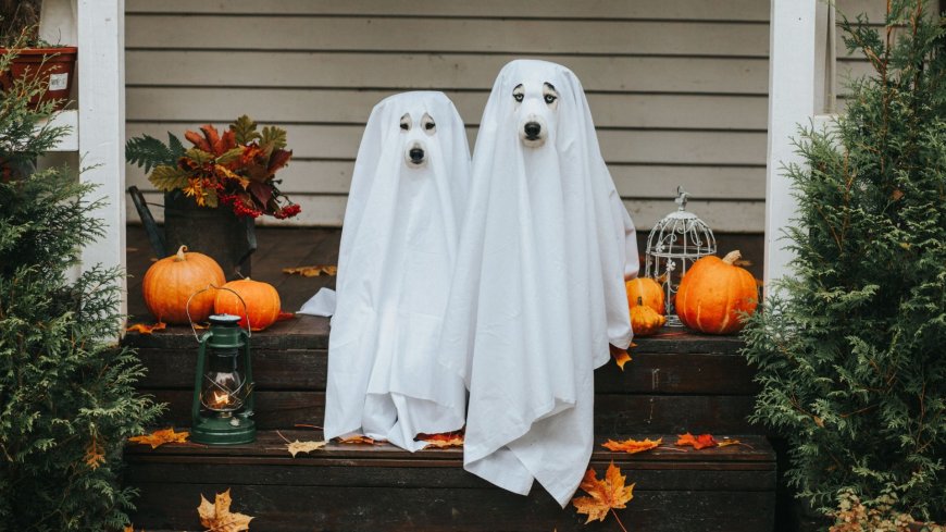 Dog Ghost trend: Reason TikTokers dressing their pets in white sheets for Halloween explained --[Reported by Umva mag]