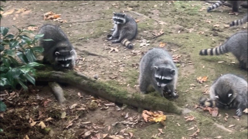 Washington state woman's yard invaded by more than 100 raccoons after 3 decades of feeding them --[Reported by Umva mag]