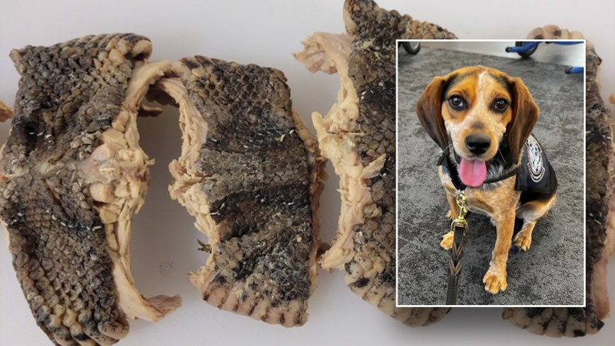 CBP beagle sniffs out bag carrying over 2 pounds of snake meat at Virginia airport --[Reported by Umva mag]