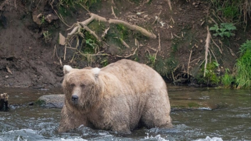 Grazer beats the behemoth that killed her cub to win Alaska's Fat Bear Contest --[Reported by Umva mag]