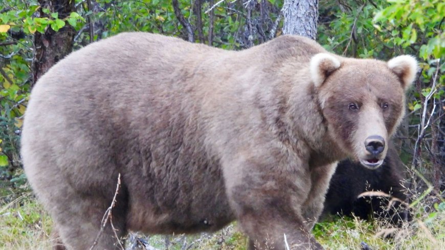 World’s fattest bear crowned as 800lb behemoth Grazer wins ‘Fat Bear Week’ after contest hit by bloody brawls & tragedy --[Reported by Umva mag]