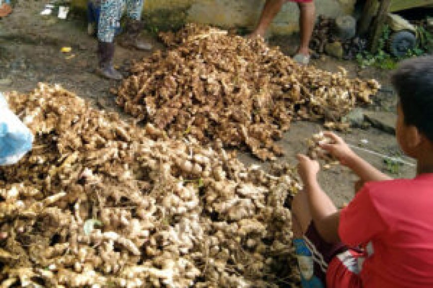 Indonesia, Vietnam eyed as alternative sources of ginger --[Reported by Umva mag]