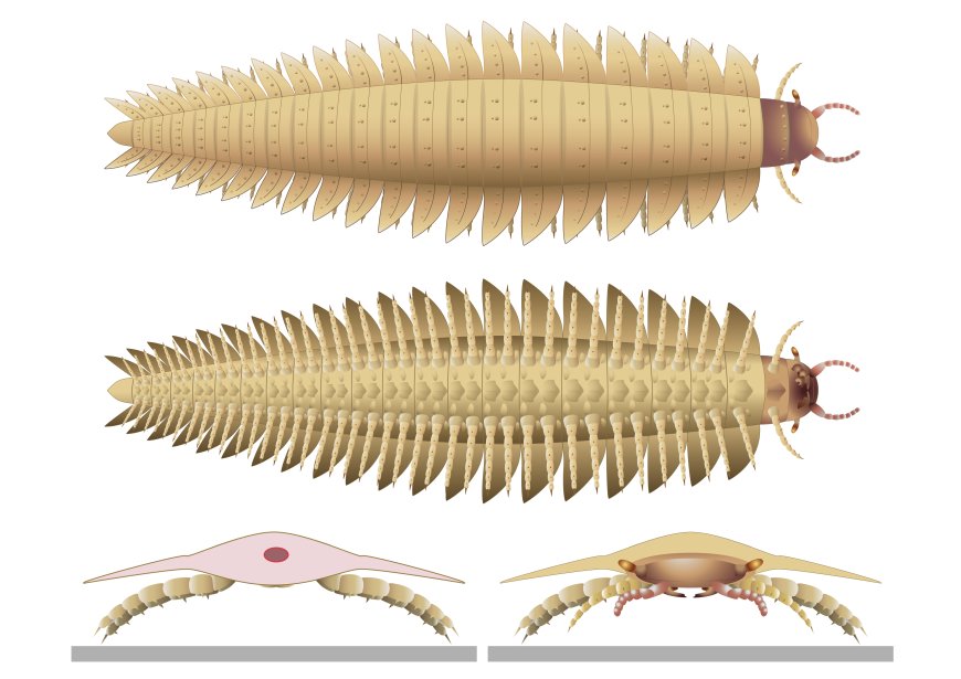 Never-before-seen head of prehistoric, car-size 'millipede' solves evolutionary mystery --[Reported by Umva mag]