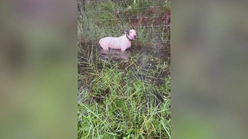 Florida trooper rescues dog tied to pole in puddle as Milton heads toward state, DeSantis calls owner 'cruel' --[Reported by Umva mag]