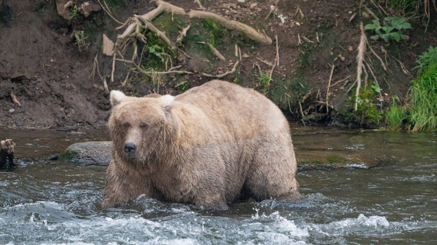 Alaska’s Fat Bear Contest winner finishes ahead of the bear that killed her cub --[Reported by Umva mag]