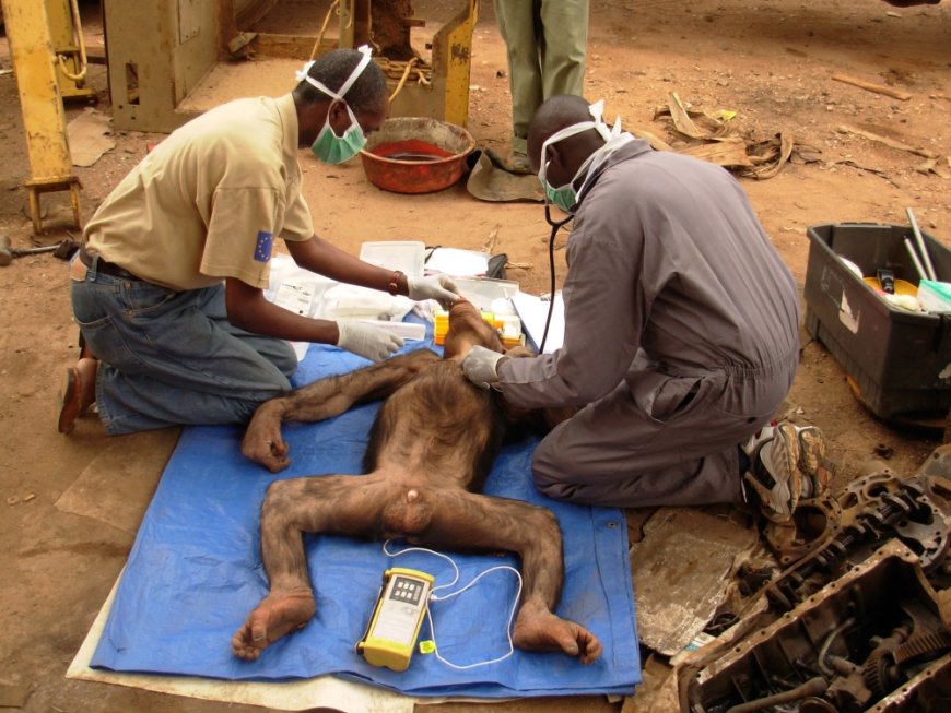 A tribute to Antoine Mudakikwa, Rwanda’s first mountain gorilla doctor --[Reported by Umva mag]