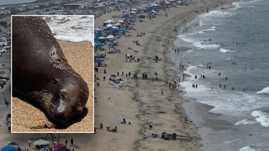 California sea lion dies after being shot; police hunt for gunman --[Reported by Umva mag]