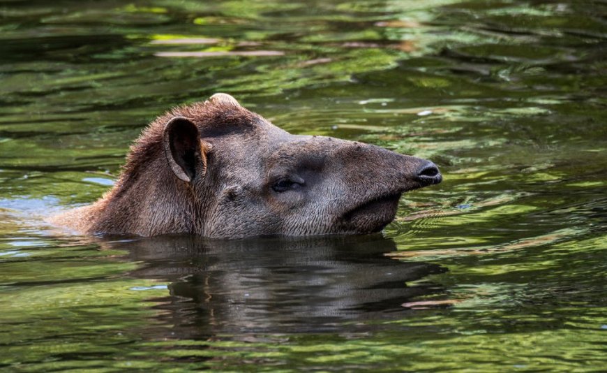 Earth’s Wildlife is Vanishing. We Must Save It In Order to Save Ourselves --[Reported by Umva mag]