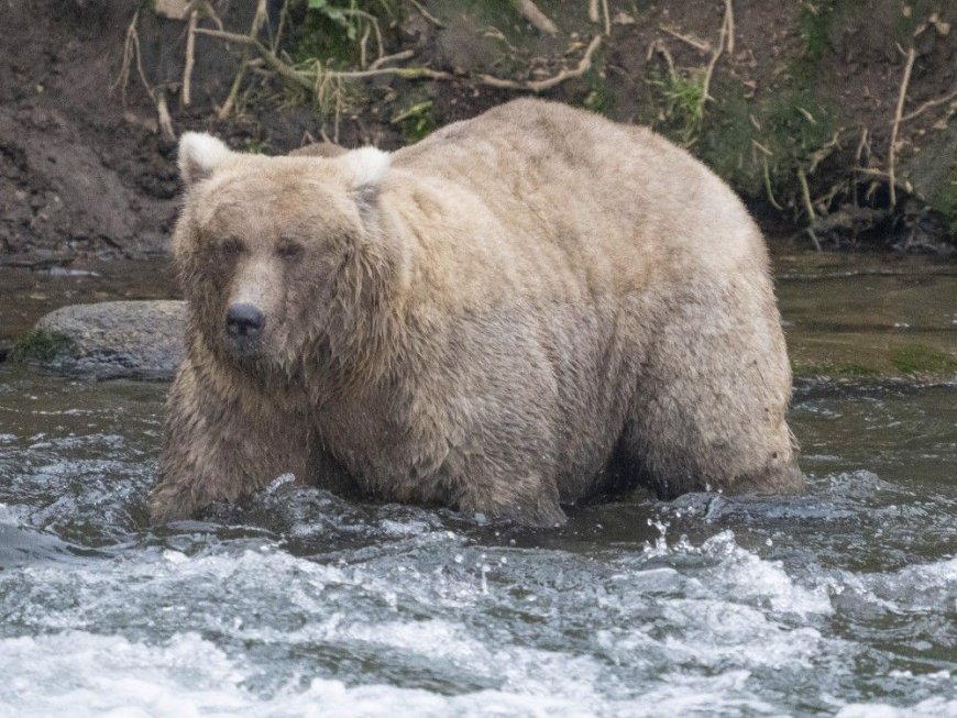 Alaska's Fat Bear Contest winner finishes ahead of bear that killed her cub --[Reported by Umva mag]