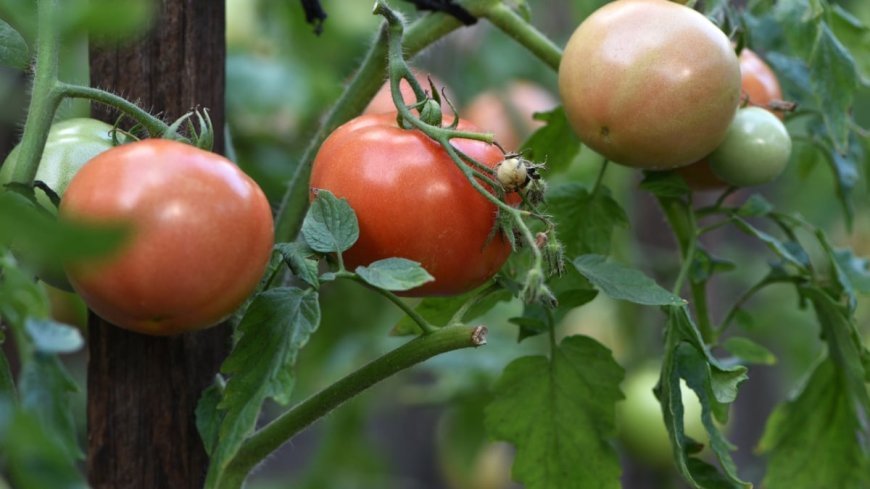 You Can Still Plant These Crops After Tomato Season --[Reported by Umva mag]