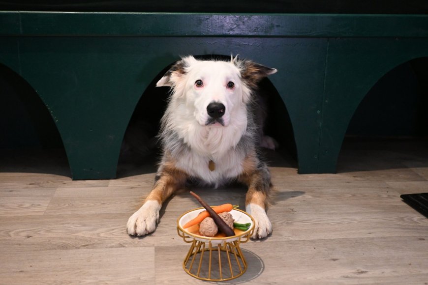 Edinburgh café launches exclusive Supper Club for dogs and humans --[Reported by Umva mag]