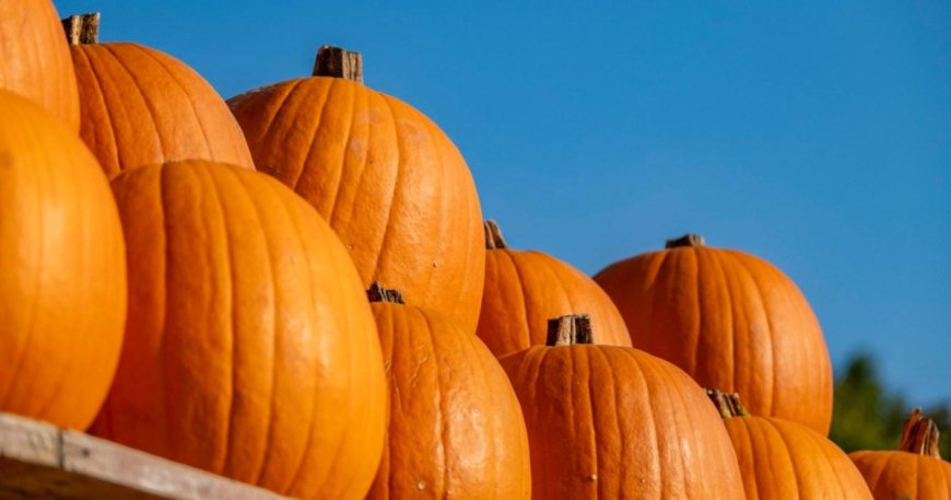 Man wins £115,000 on the lottery thanks to a pumpkin --[Reported by Umva mag]