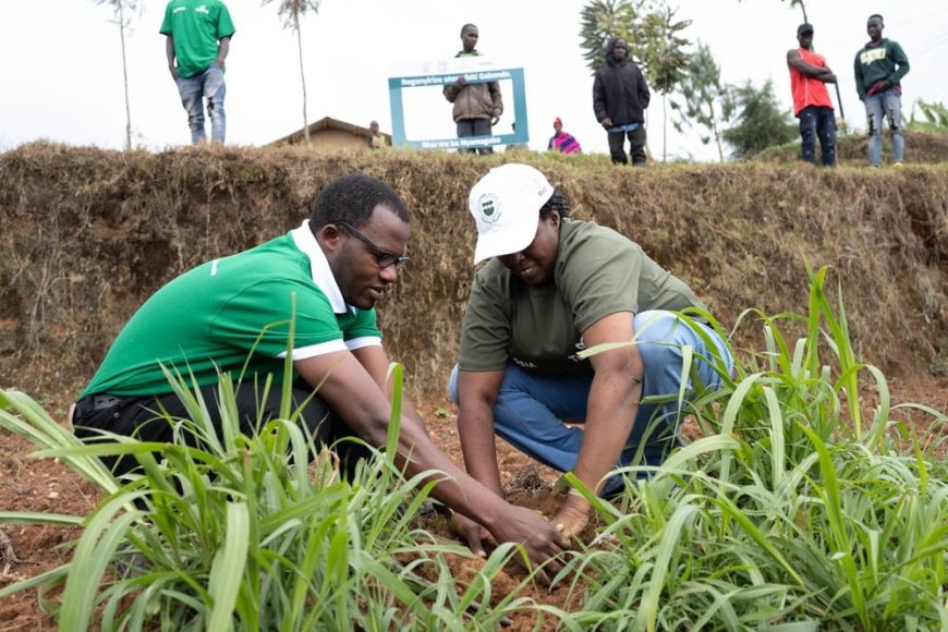 FEATURED: Tubura rewards farmers with high native tree survival rates --[Reported by Umva mag]