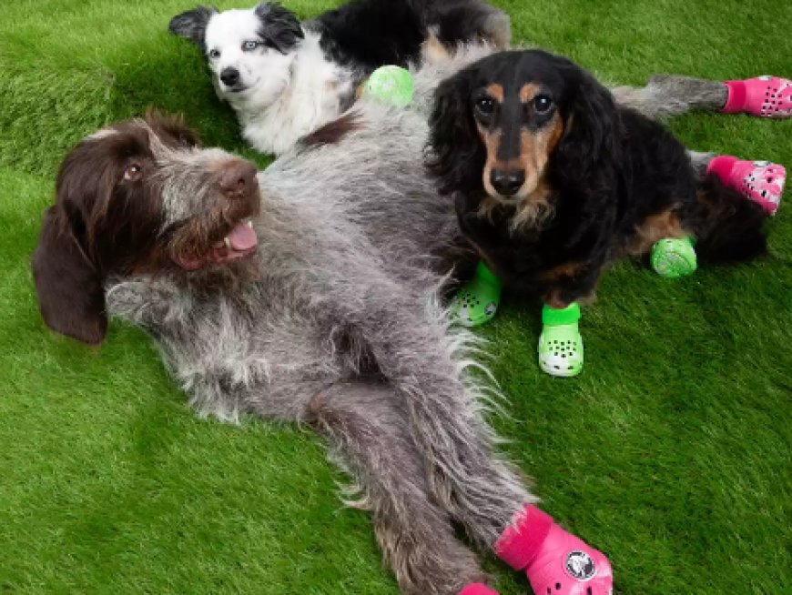 Crocs fanatics will soon be able to buy the foam shoes for their dogs --[Reported by Umva mag]