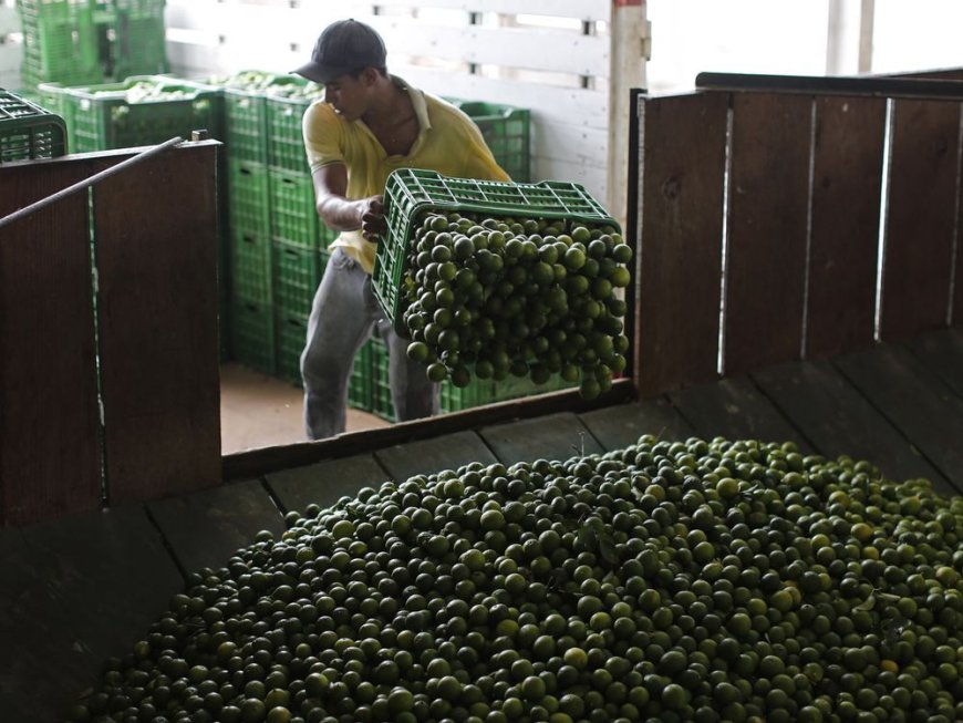 Mexico sends 660 soldiers, National Guard to protect lime growers suffering extortion by cartels --[Reported by Umva mag]