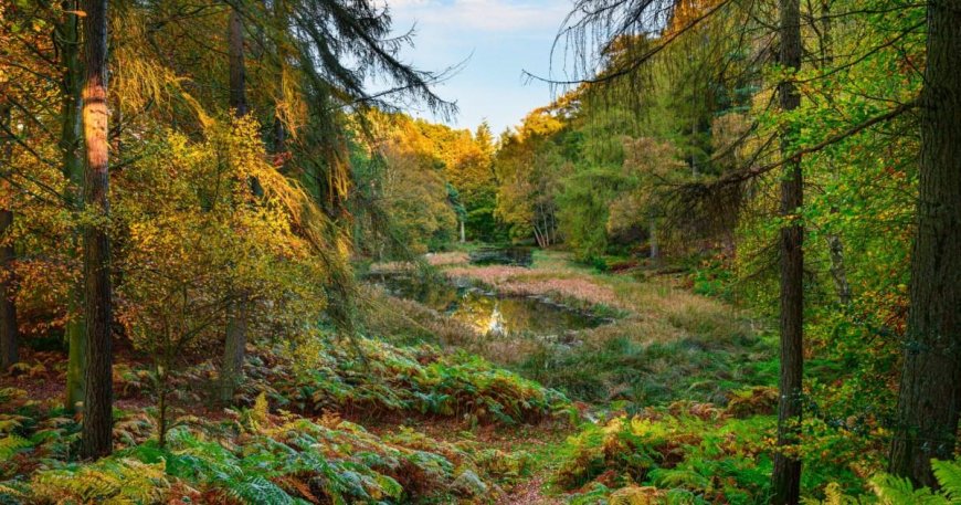 This beauty spot will ‘take you away from the modern world’ and is perfect for an Autumn walk --[Reported by Umva mag]