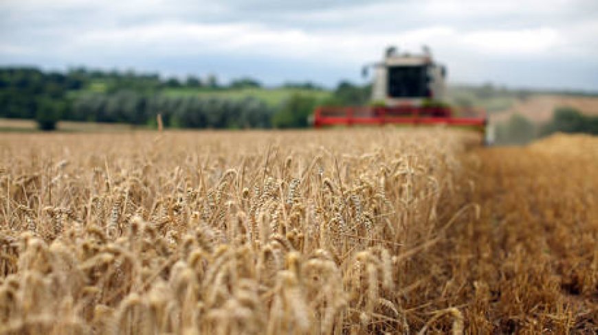 African state bars largest EU supplier from wheat tender – Reuters --[Reported by Umva mag]