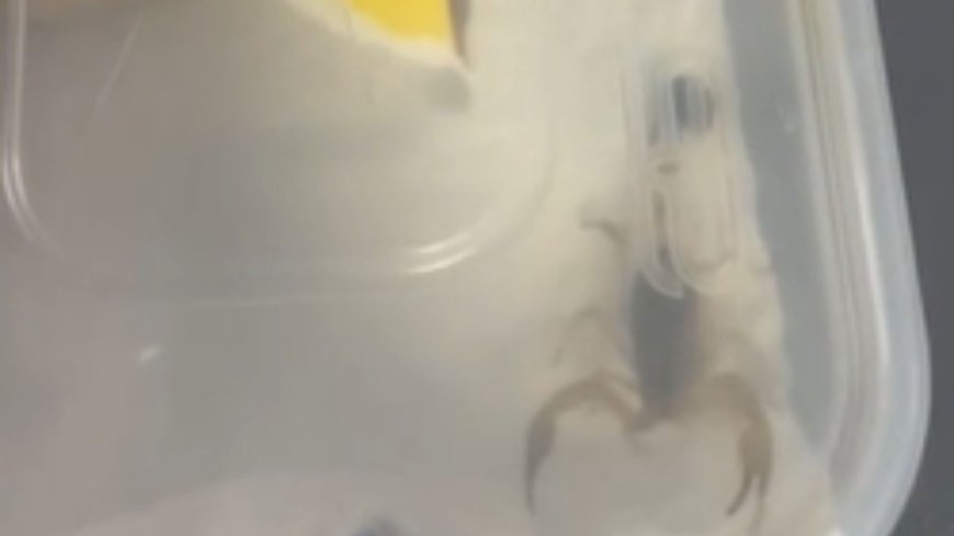 Moment student finds deadly Chinese SCORPION crawling around in Shein parcel before locking it in a tupperware container --[Reported by Umva mag]