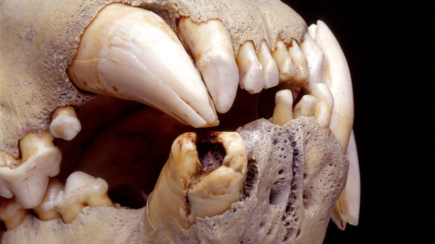 New DNA findings shed light on Tsavo's infamous man-eating lions --[Reported by Umva mag]