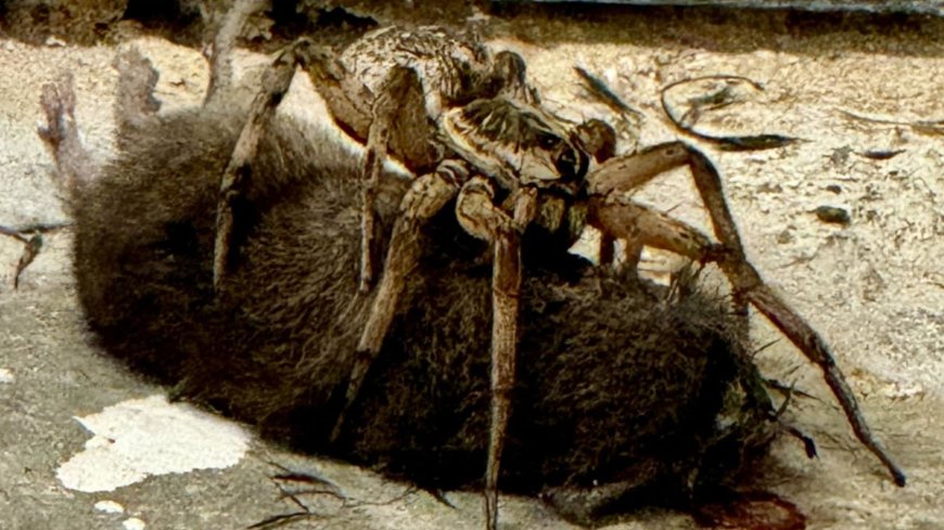 Stomach-churning moment monster giant ‘wolf spider’ devours MOUSE on mum’s doorstep leaving her in ‘horrified awe’ --[Reported by Umva mag]