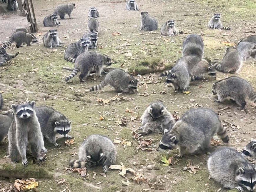 CAUGHT ON CAMERA: Learning the hard way, do not feed raccoons --[Reported by Umva mag]