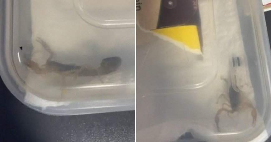 Student finds live scorpion hiding in Shein parcel --[Reported by Umva mag]