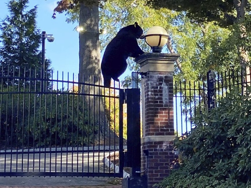 Witnesses can bear-ly believe the surprise visitor at Connecticut governor’s estate --[Reported by Umva mag]