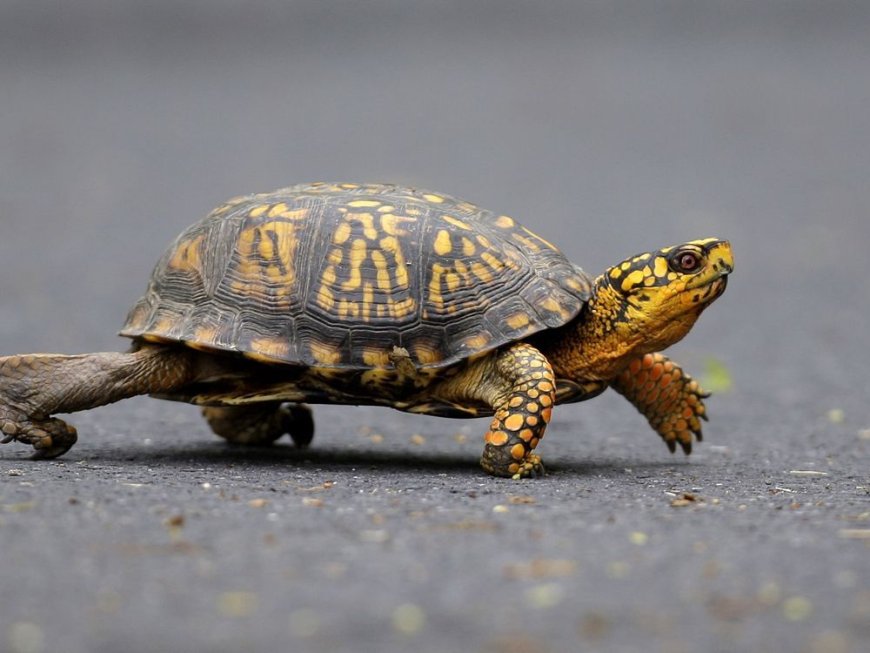 Woman pleads guilty to trying to smuggle 29 turtles across a Vermont lake into Canada by kayak --[Reported by Umva mag]