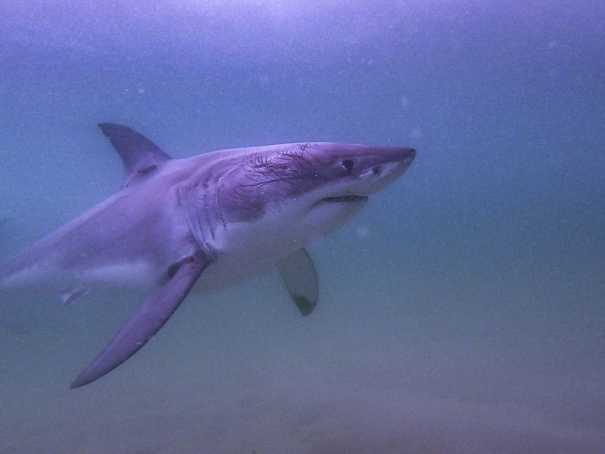 Four-metre-long Great White Shark washes up on B.C. beach --[Reported by Umva mag]