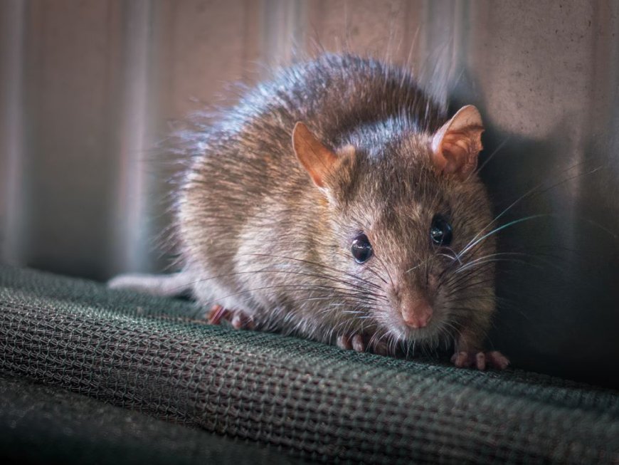 On a remote Alaskan island, a ‘strike team’ hunts a single elusive rat --[Reported by Umva mag]