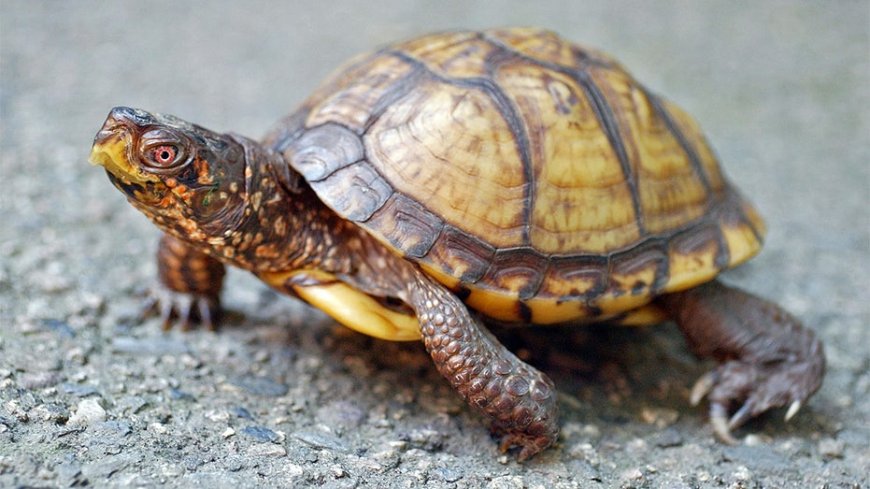 Woman caught smuggling 29 protected turtles from US to Canada --[Reported by Umva mag]