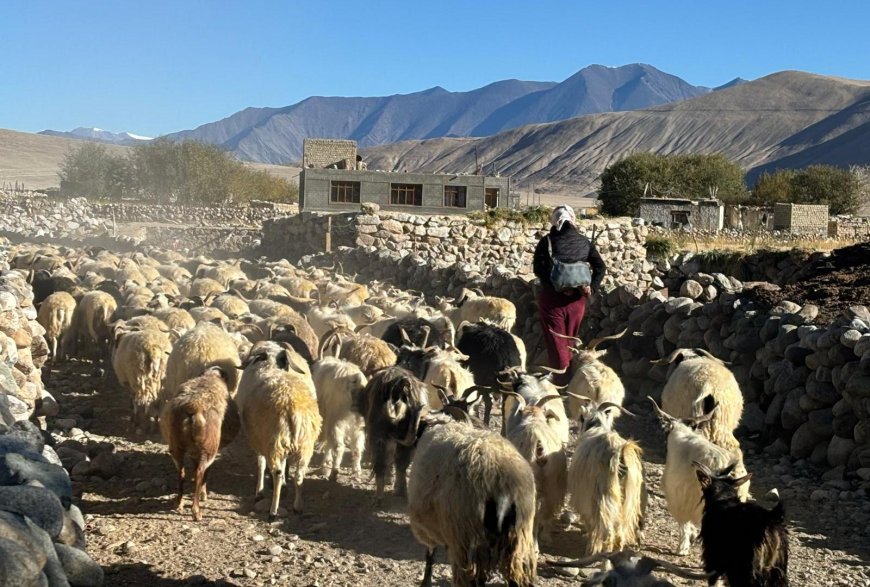 Caught in India-China clashes, Ladakh’s nomadic herders fear for future --[Reported by Umva mag]