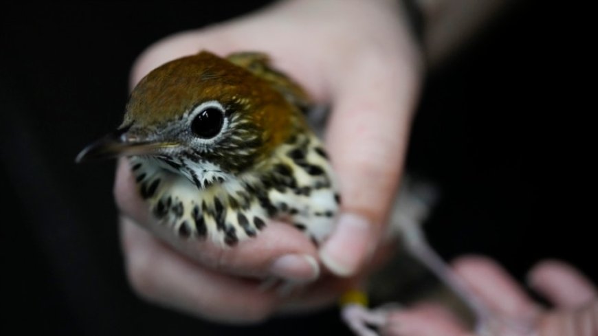 Animal lovers try to counter the deadly risk of Chicago high-rises for migrating birds --[Reported by Umva mag]