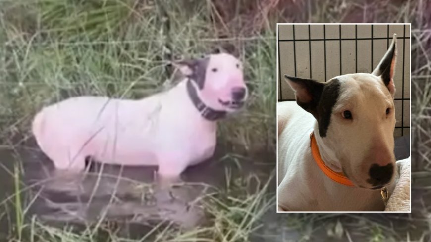 Abandoned dog left tied to fence before Hurricane Milton now 'safe and sound' with new name --[Reported by Umva mag]