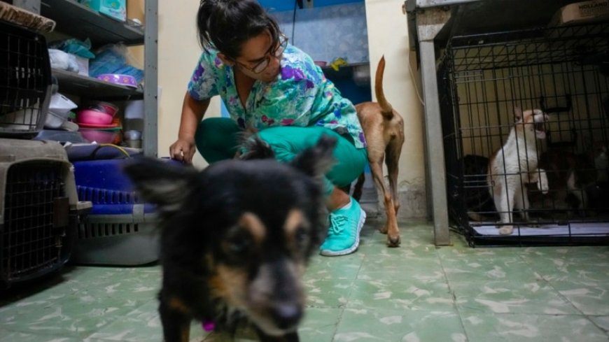 Cubans searching for a better future leave pets behind --[Reported by Umva mag]