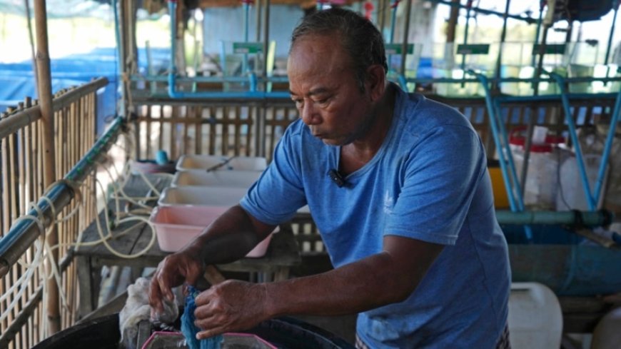 Cambodian fishermen turn to raising eels as Tonle Sap lake runs out of fish --[Reported by Umva mag]