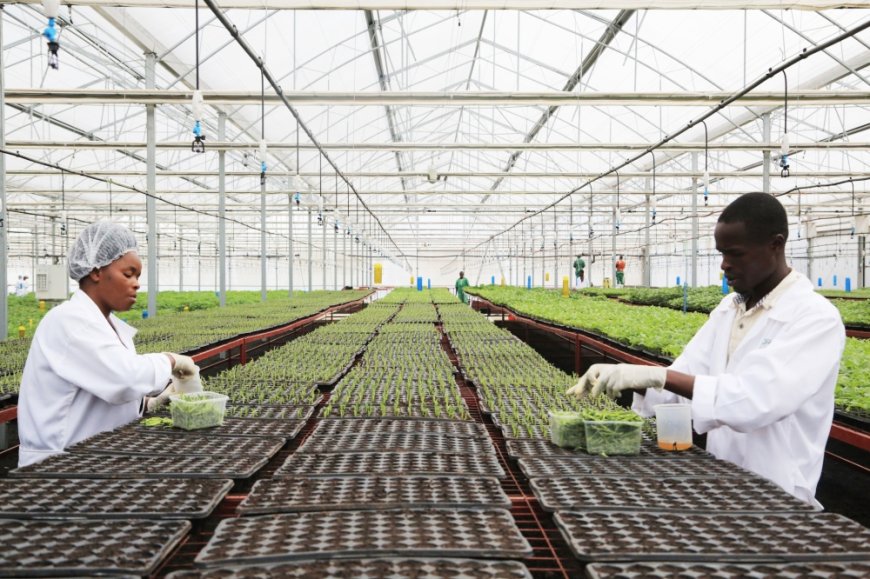 Inside Rwanda’s new Rwf13bn agri-biotech programme --[Reported by Umva mag]