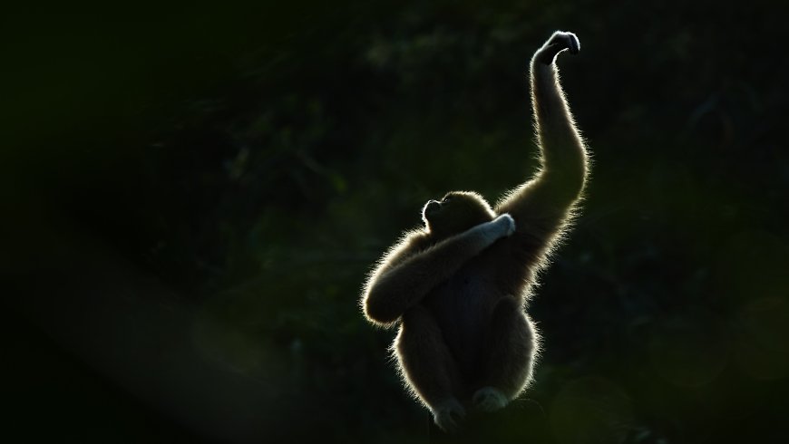 Female gibbons 'vogue' and dance like robots — and make sure they have an audience --[Reported by Umva mag]