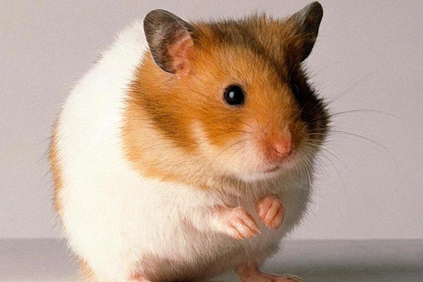 Mum-of-two, 38, collapses and dies after being attacked by pet HAMSTER in her home --[Reported by Umva mag]